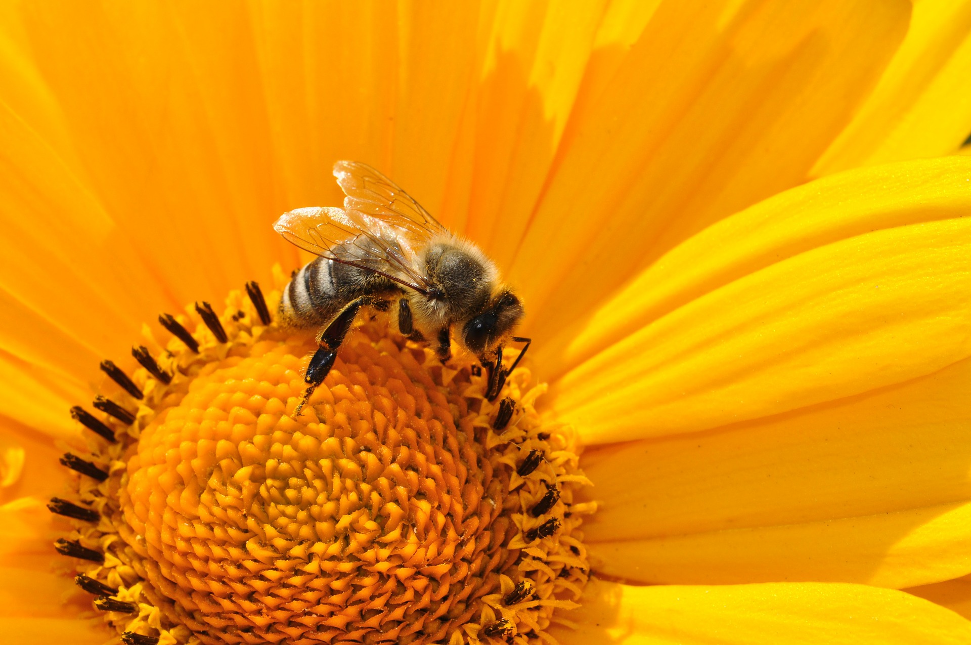Le gouvernement valaisan fait un geste pour sauver les abeilles