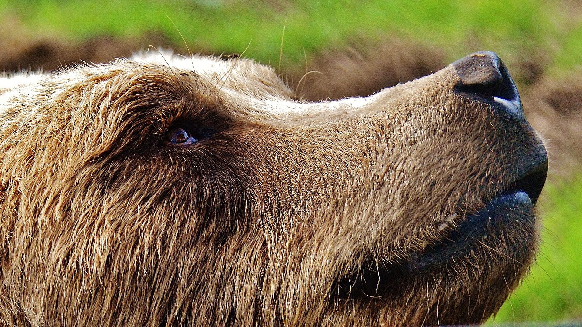 Un ours a été filmé aujourd'hui dans le Haut-Valais