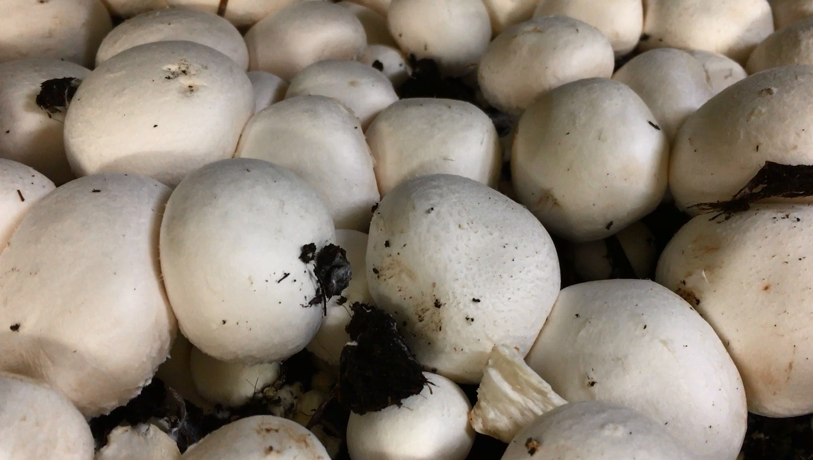 Une entreprise aiglonne livre toute la Suisse romande en champignons de Paris