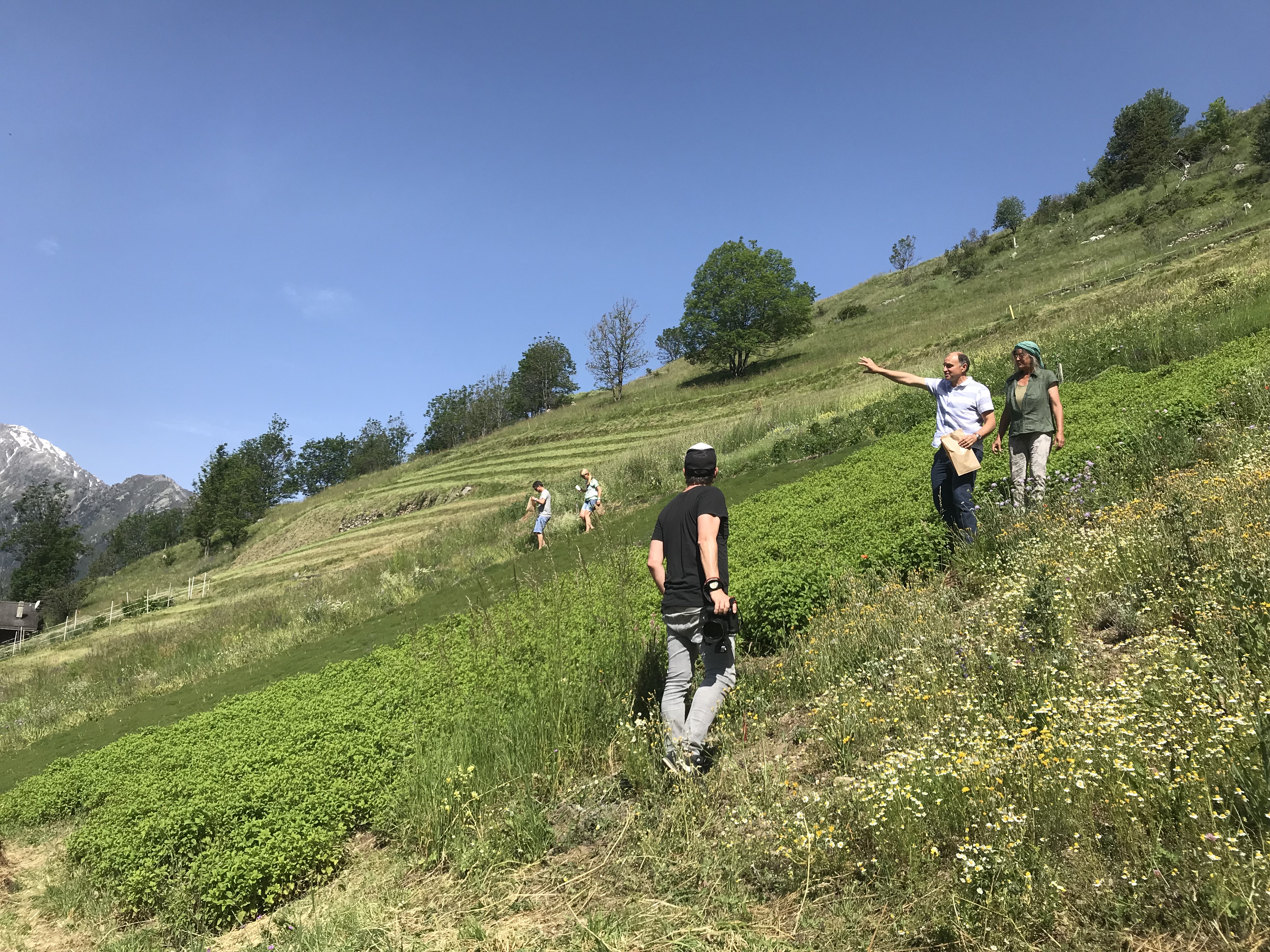 Les plantes médicinales se plaisent en Valais