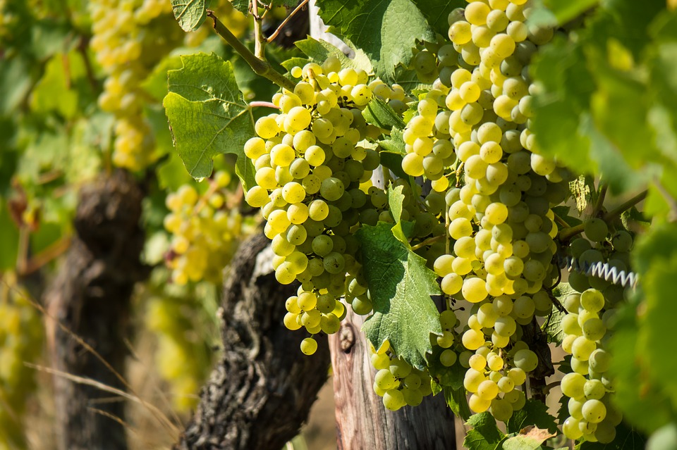 C’est un vin allemand qui a été couronné au Mondial du Chasselas