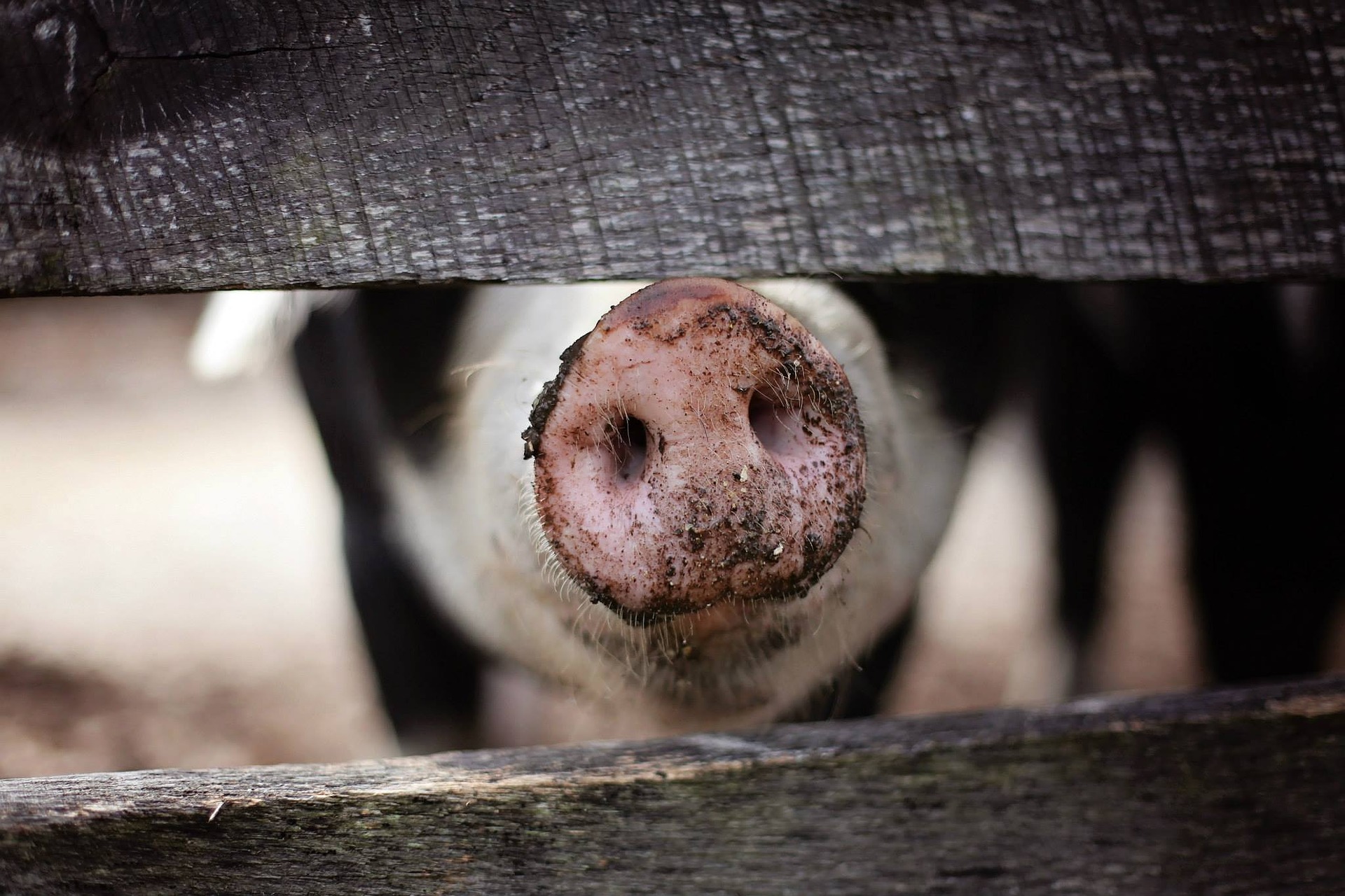 Maltraitance animale: l'UDC Vaud dénonce une malveillance médiatique à l'encontre du monde agricole