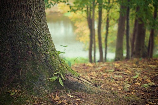 Forêts: l’Etat de Vaud et les milieux professionnels forestiers adoptent des mesures et édictent des recommandations
