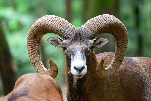 A Torgon, les organisateurs de la Fête du mouflon doivent la reporter