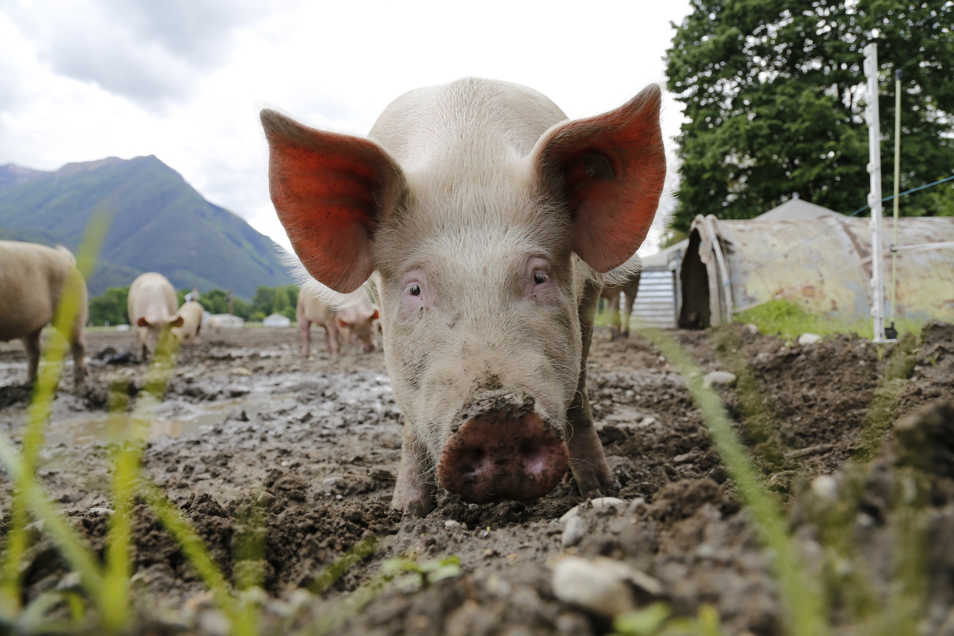 Les députés vaudois diront s'ils veulent en savoir plus sur les abattoirs