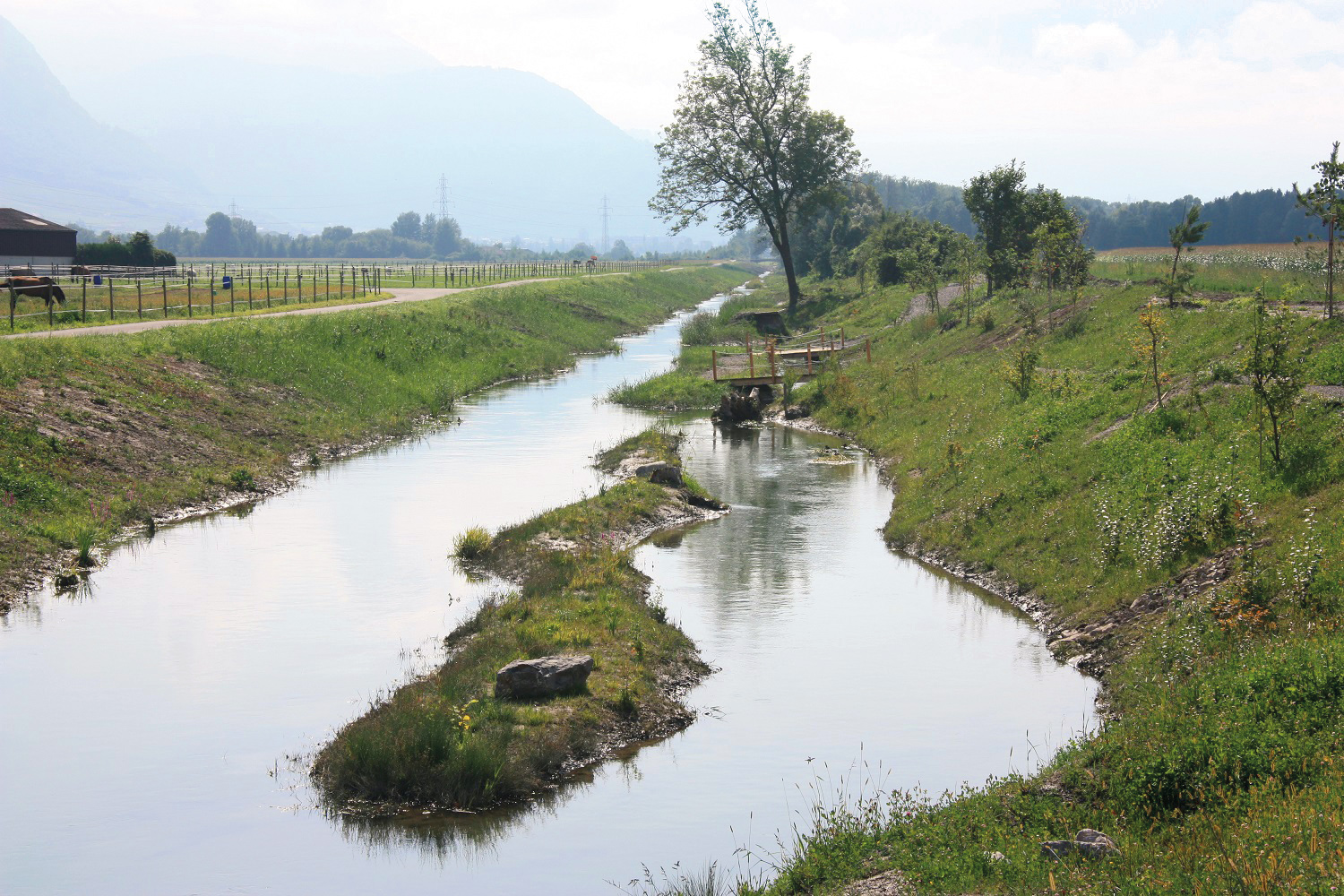 La faune et la flore ont repris leurs droits le long du Grand Canal