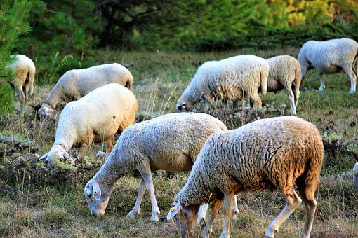 Le loup fait de nouveaux dégâts parmi les moutons aux Crosets