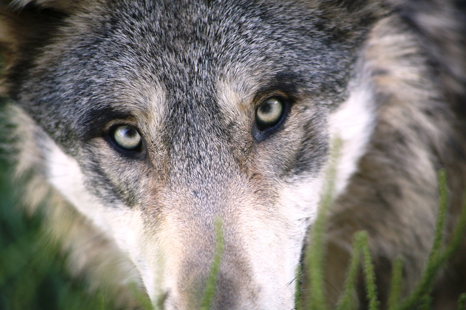 La présence du loup sur le territoire vaudois inquiète au Grand Conseil