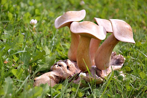 La nature sera à l’honneur ce week-end au Col des Mosses