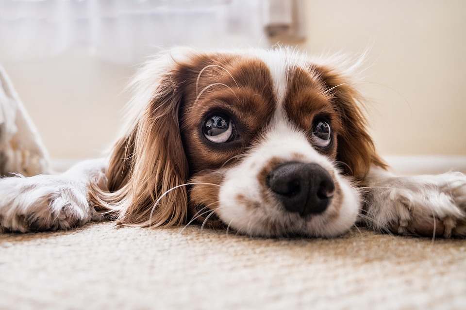En Valais, les propriétaires de chiens devront suivre une formation