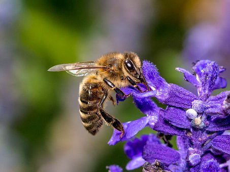 Un plan d'action pour la biodiversité a mûri en terres vaudoises