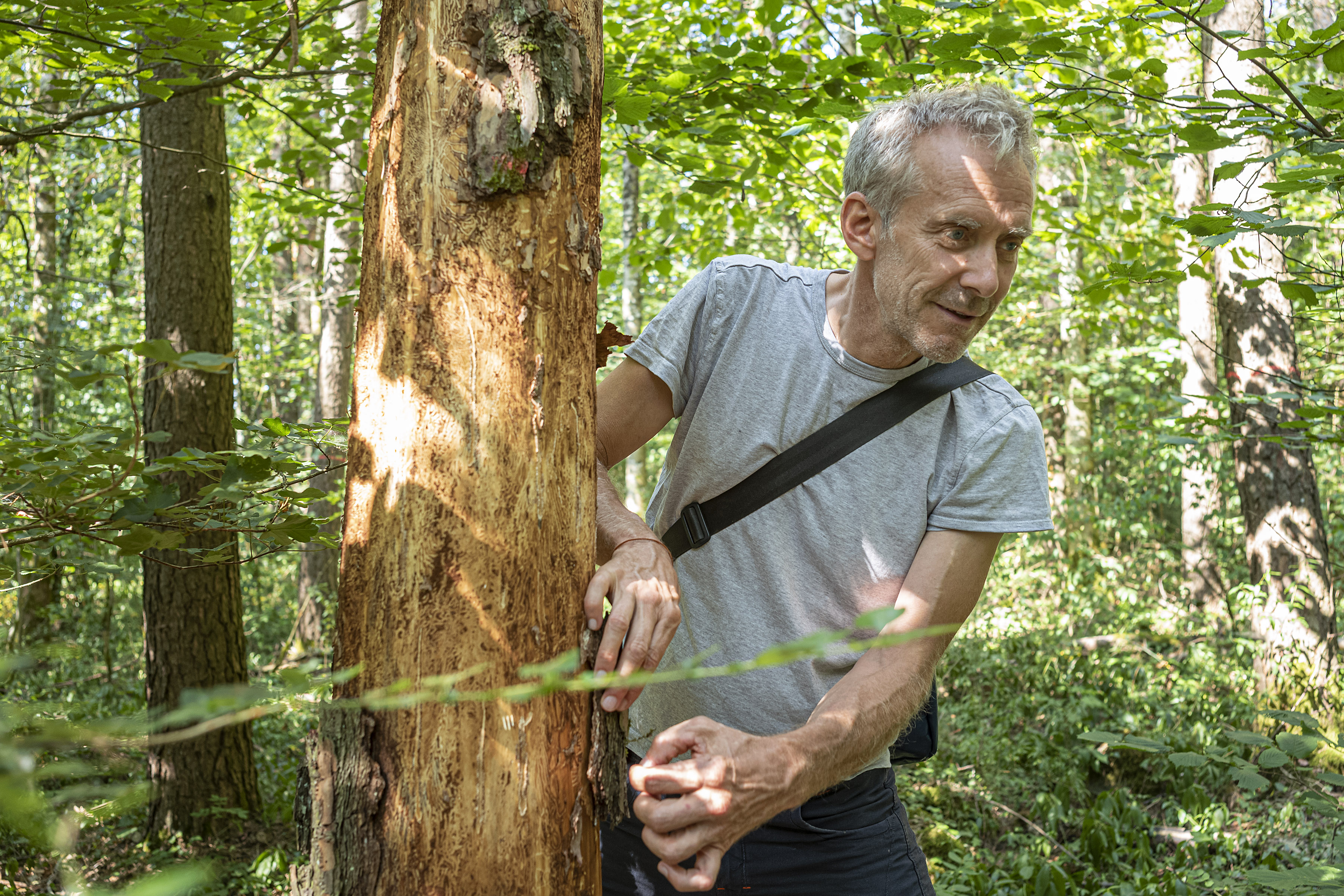 Les forêts vaudoises vont avoir un nouvel inspecteur