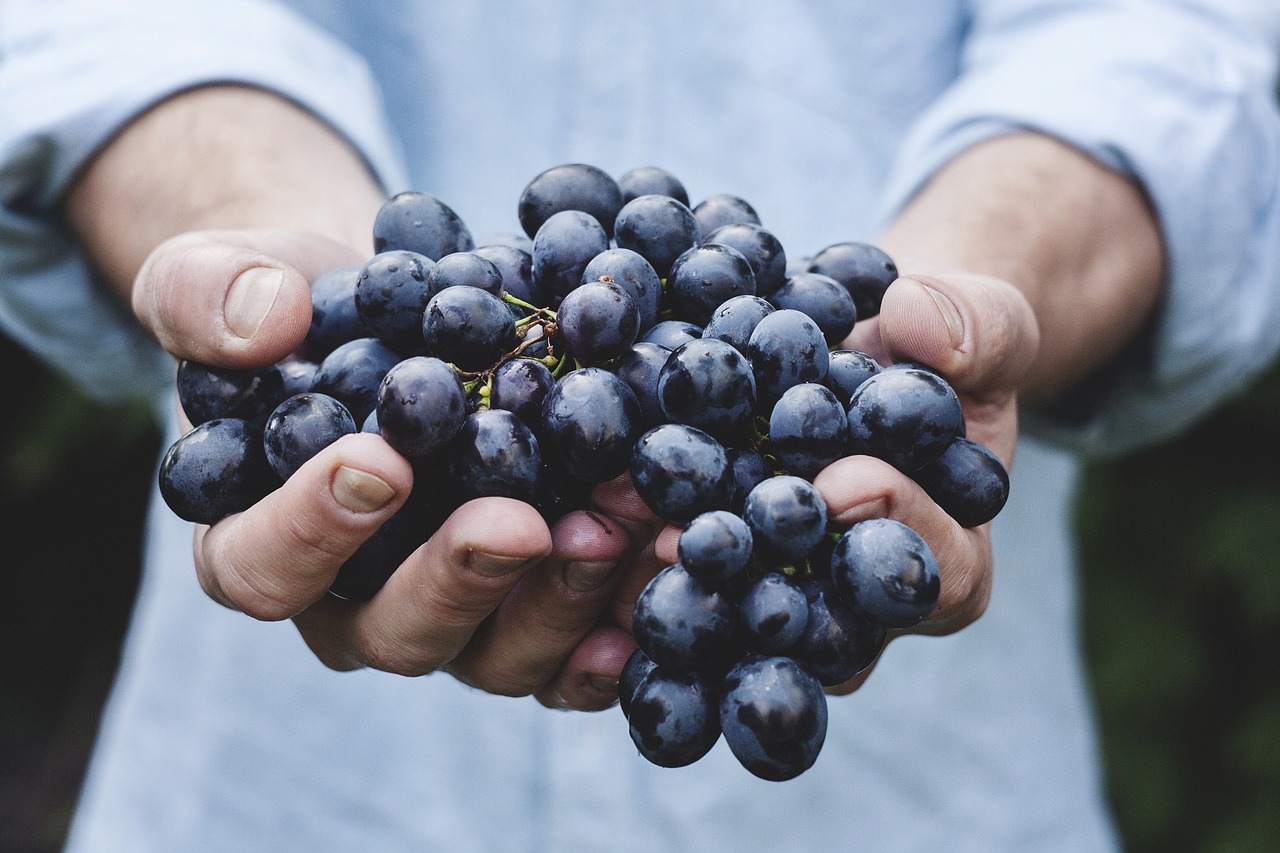 Il y aura moins de vin, mais un millésime 2019 de qualité se prépare en terres vaudoises