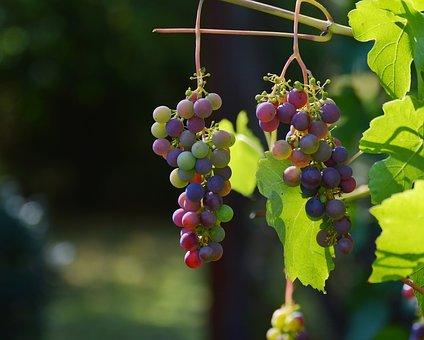 Viticulture: les quotas vaudois et valaisans, pourtant restrictifs cette année, ne sont pas atteints.