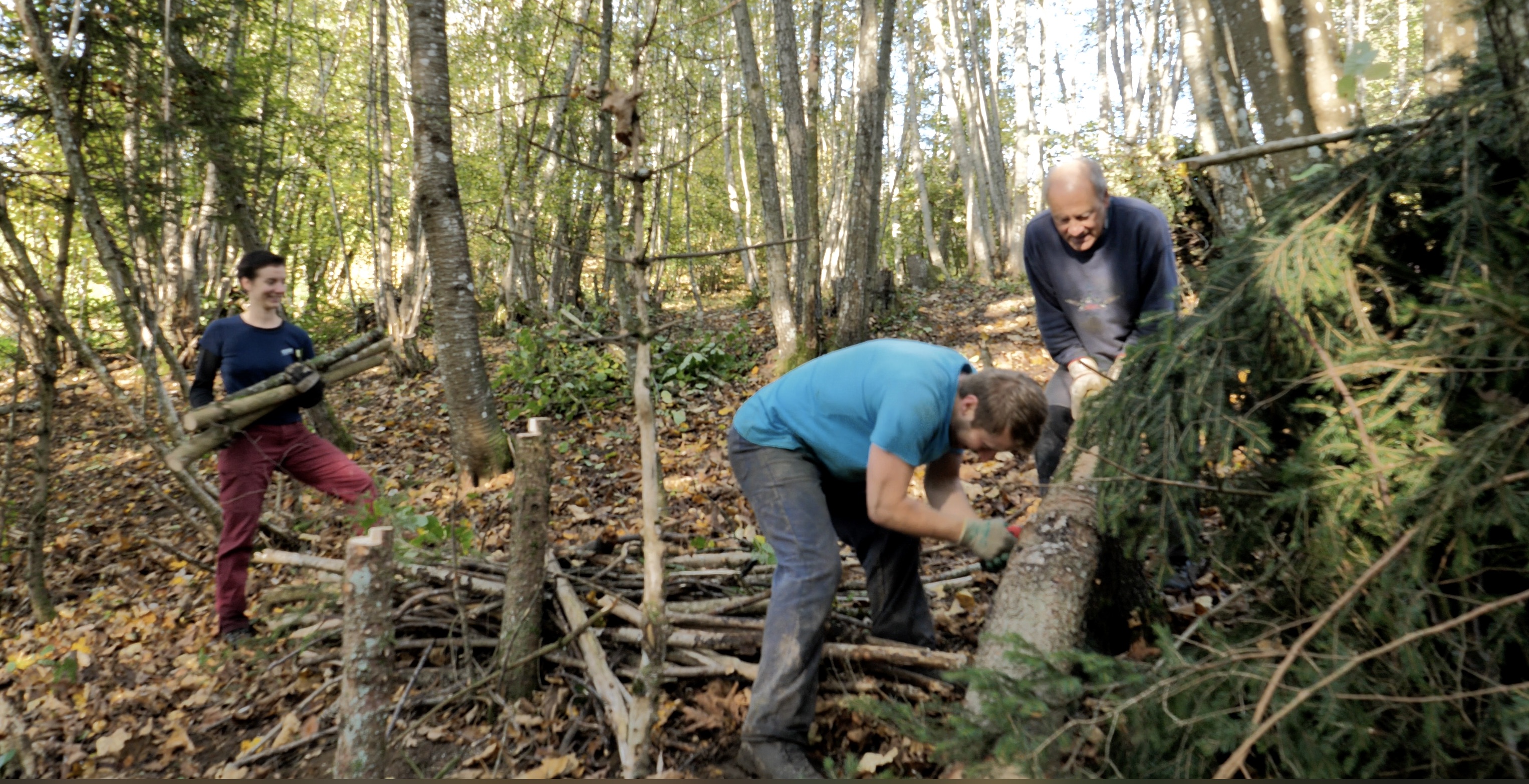  Les narcisses pourront à nouveau fleurir à Blonay grâce au Bergwaldprojekt
