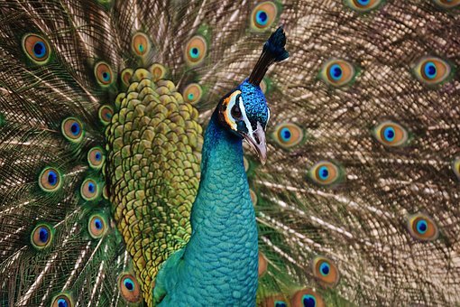 La Société valaisanne d'ornithologie organise un événement ce week-end à Martigny