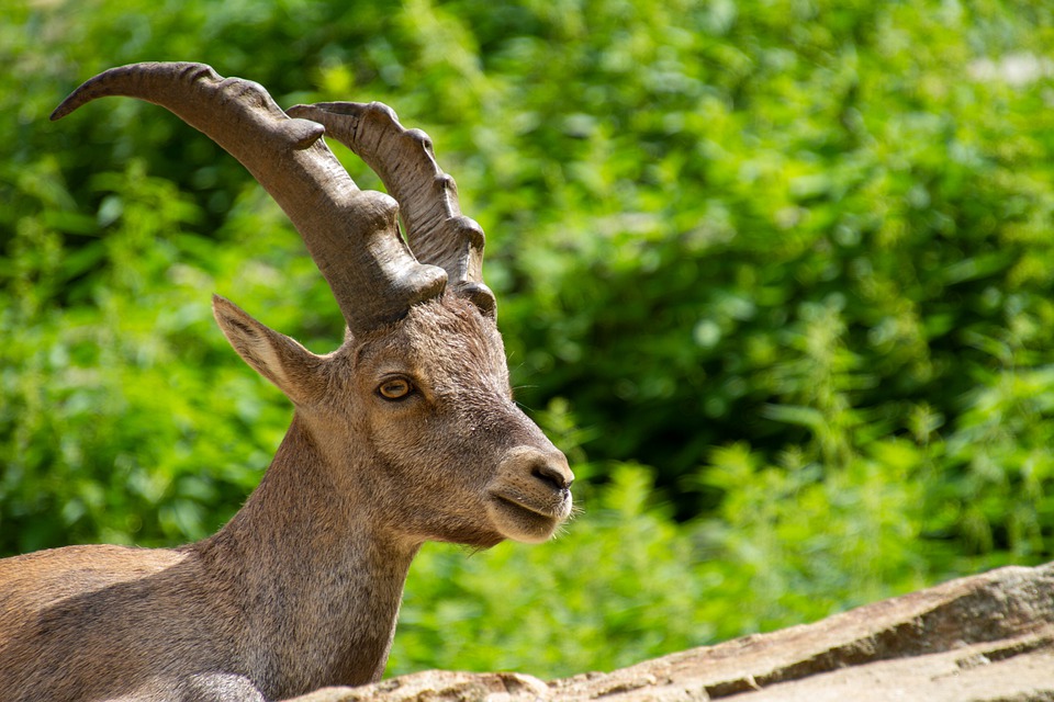 Le Valais veut mettre un terme aux safaris alpins