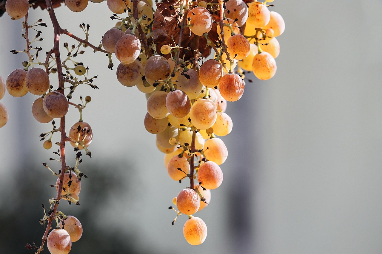 Bex accueille aujourd'hui la Journée du vignoble vaudois