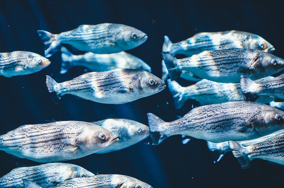 Coup de projecteur sur les poissons méconnus des lacs helvétiques