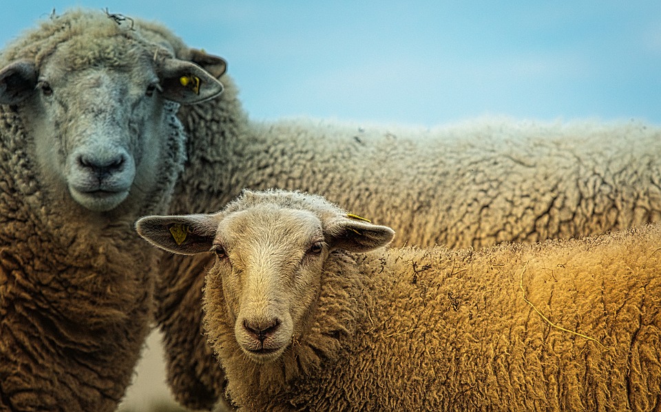 Un éleveur s'est fait dérober 24 moutons à Vevey