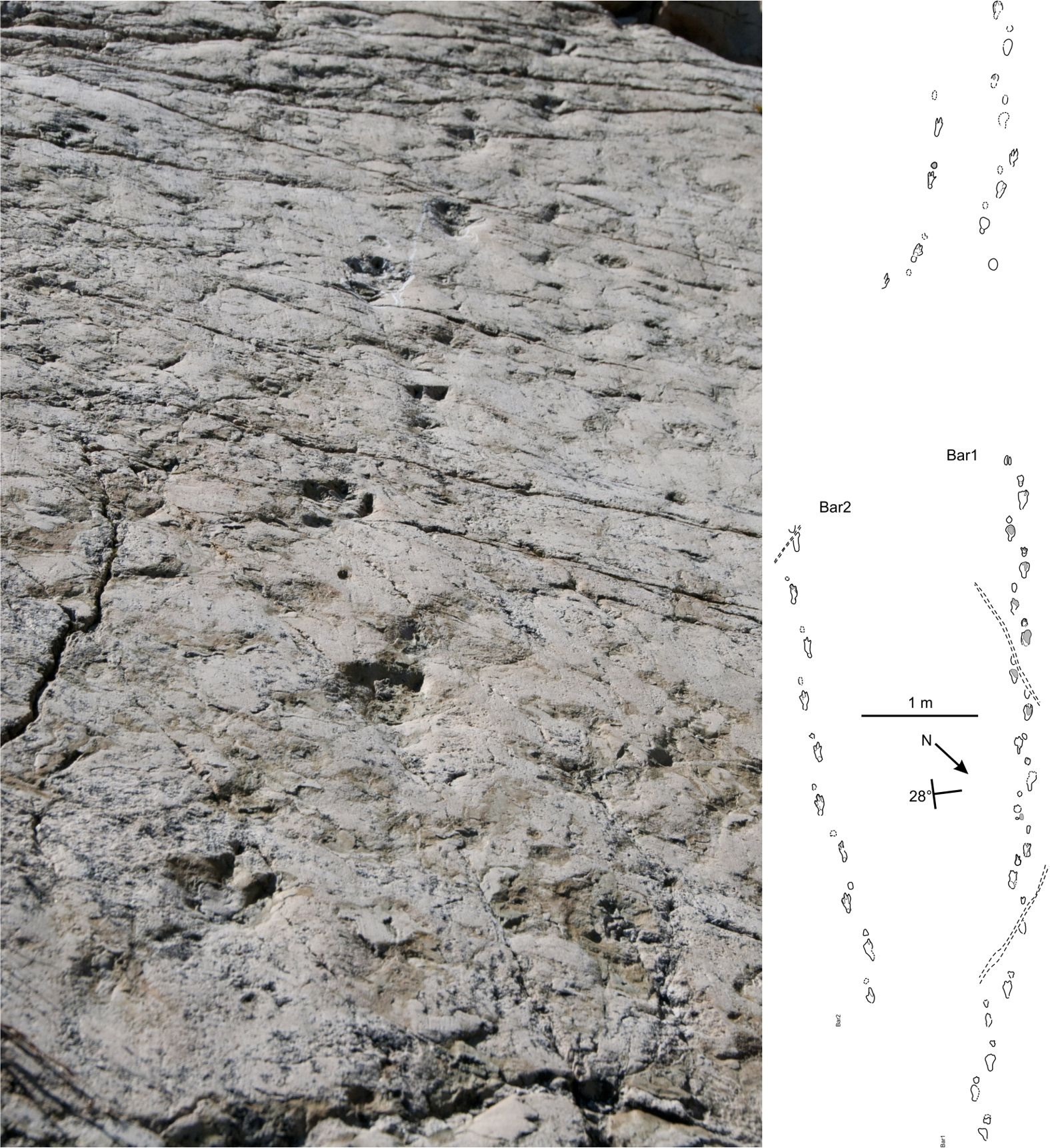 Une espèce de proto-dinosaure bipède est passée par le Valais