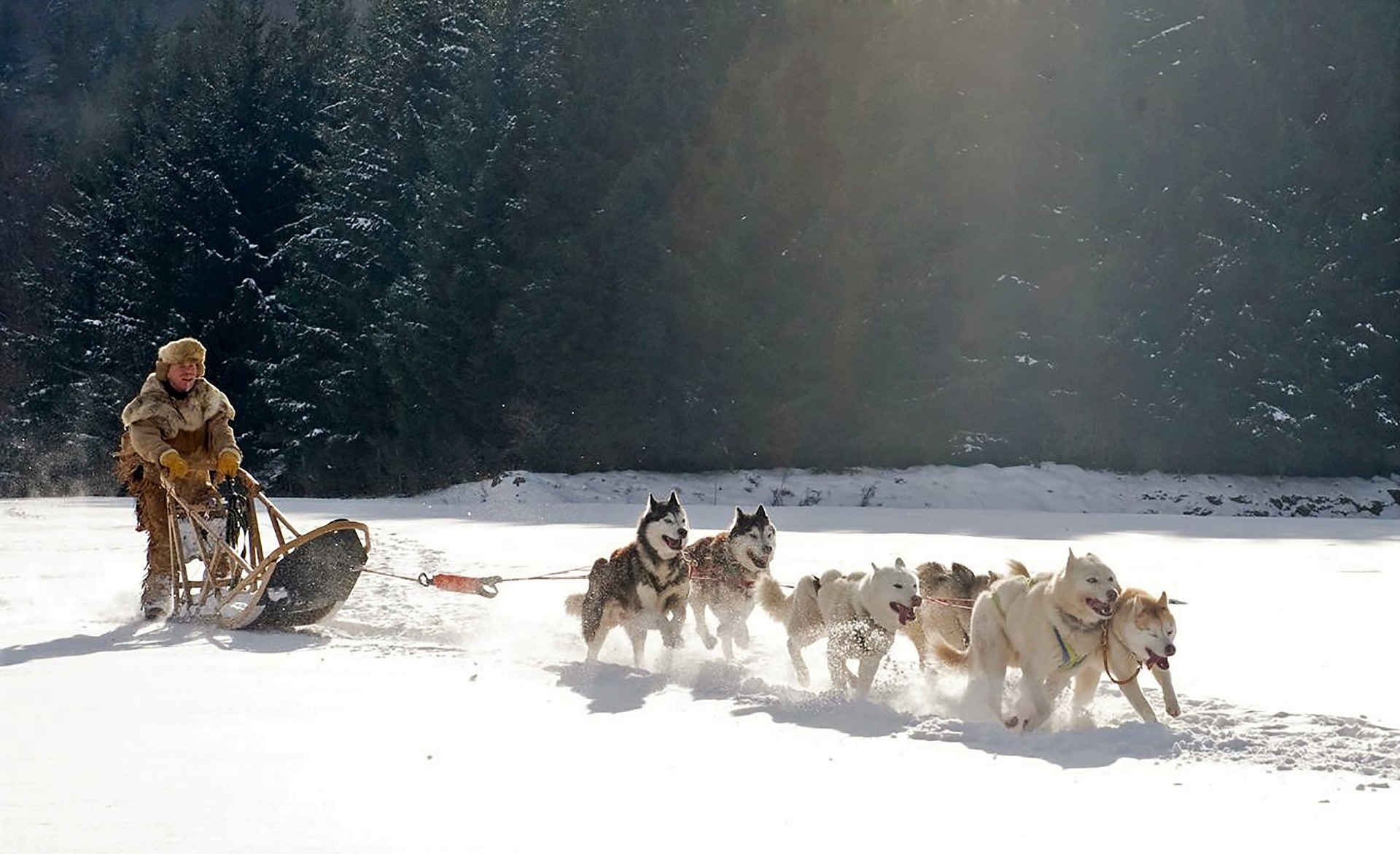 70 attelages de chiens de traîneau seront en compétition ce week-end au col des Mosses