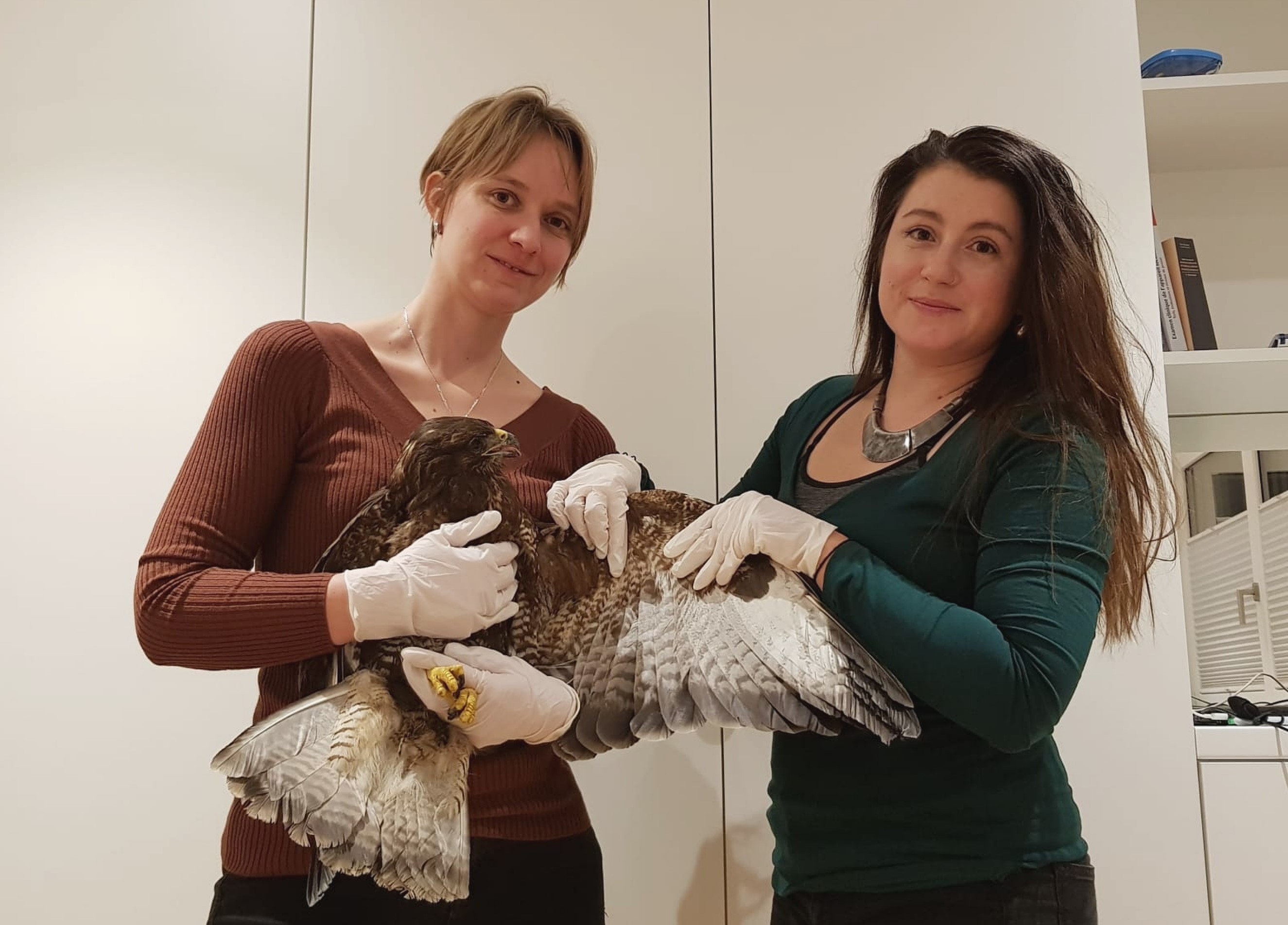 Soins aux oiseaux: Nouvel Envol rouvre ses portes