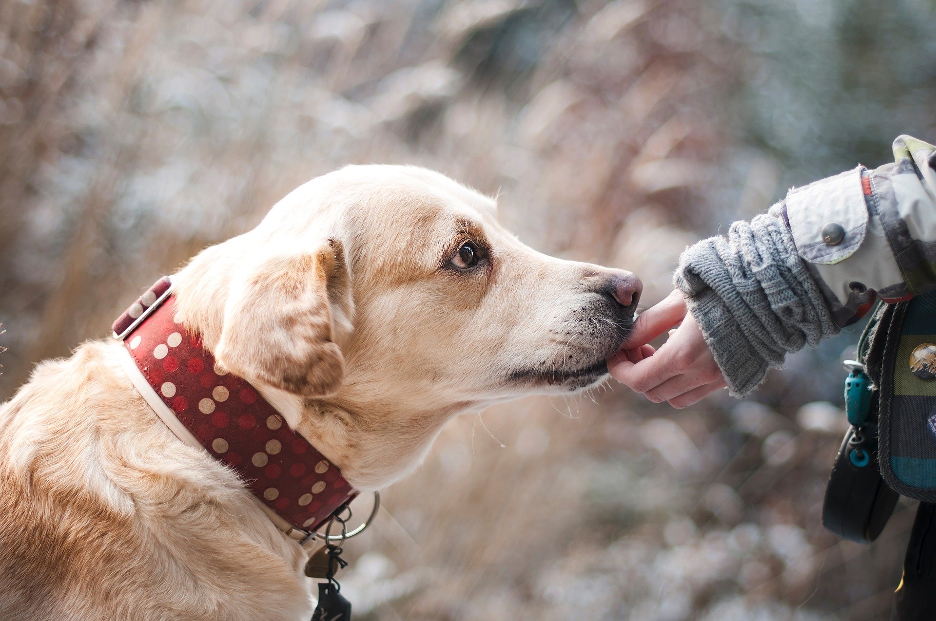 Même en forêt, les chiens doivent être tenus en laisse