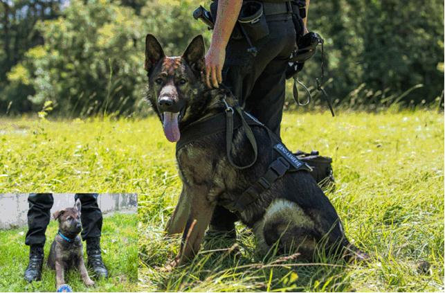 Un chien policier permet l'interpellation de deux cambrioleurs