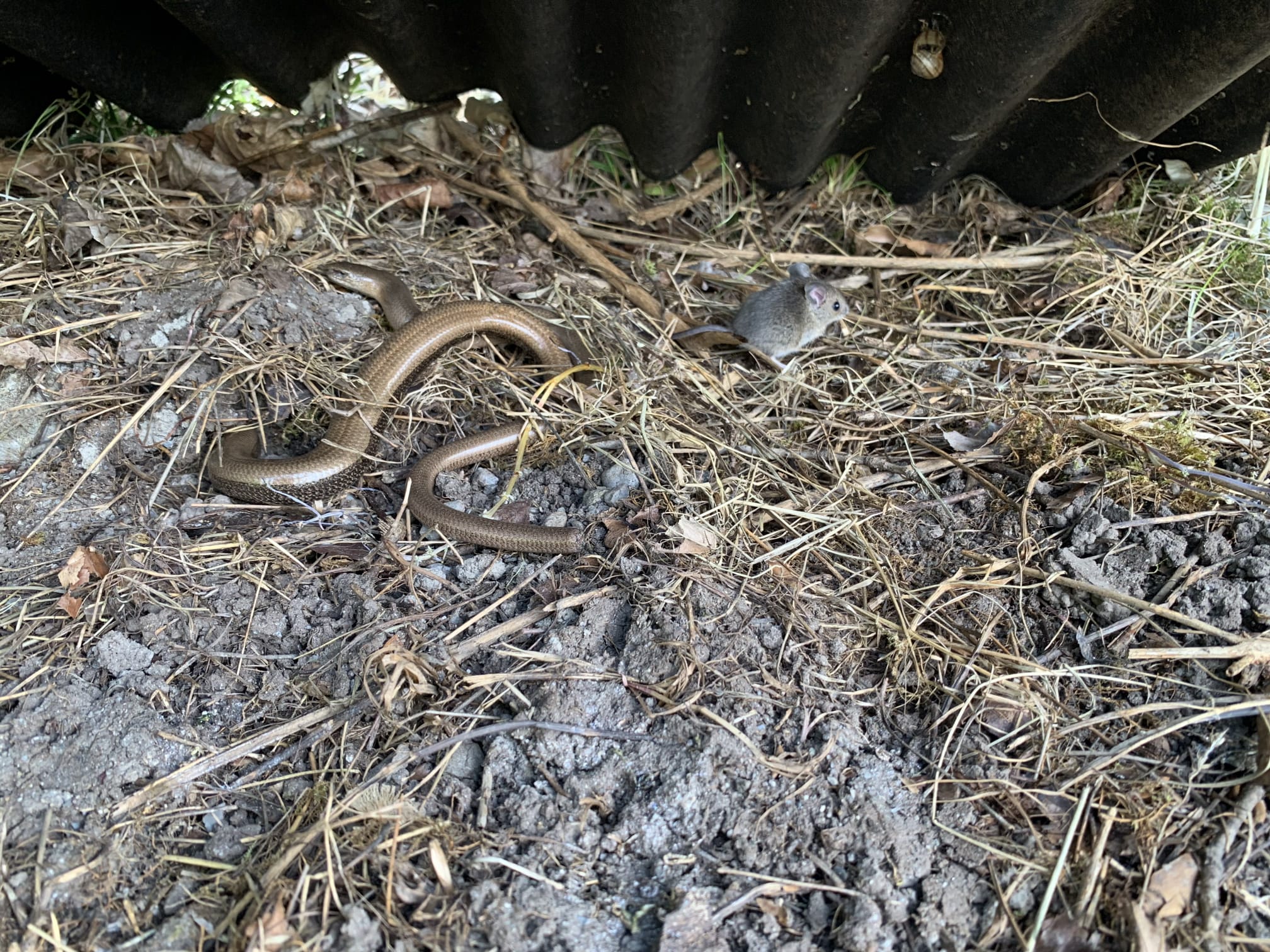 Le chantier de géothermie de Lavey-les-Bains démarre avec le déménagement de reptiles