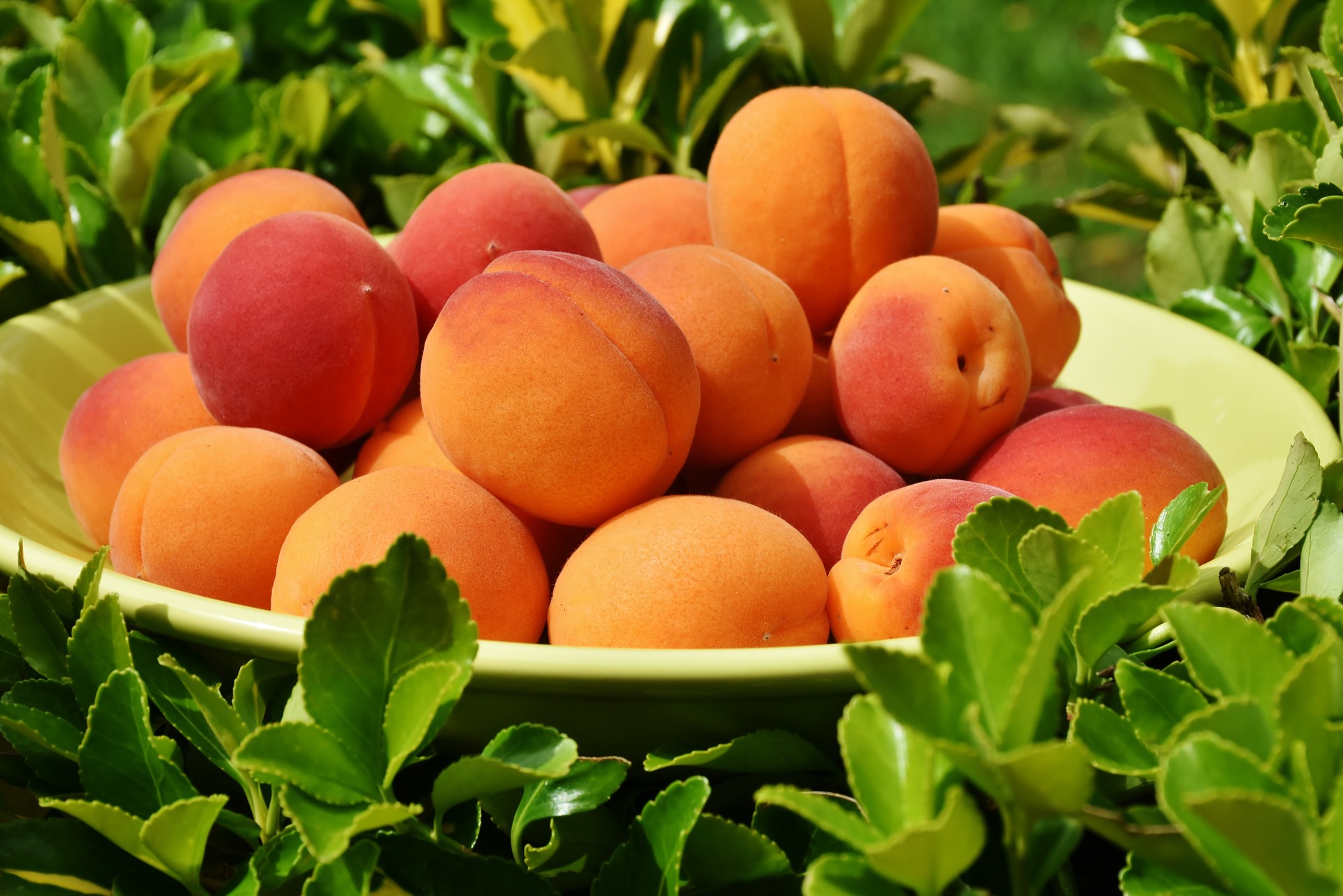 La saison des abricots a déjà commencé