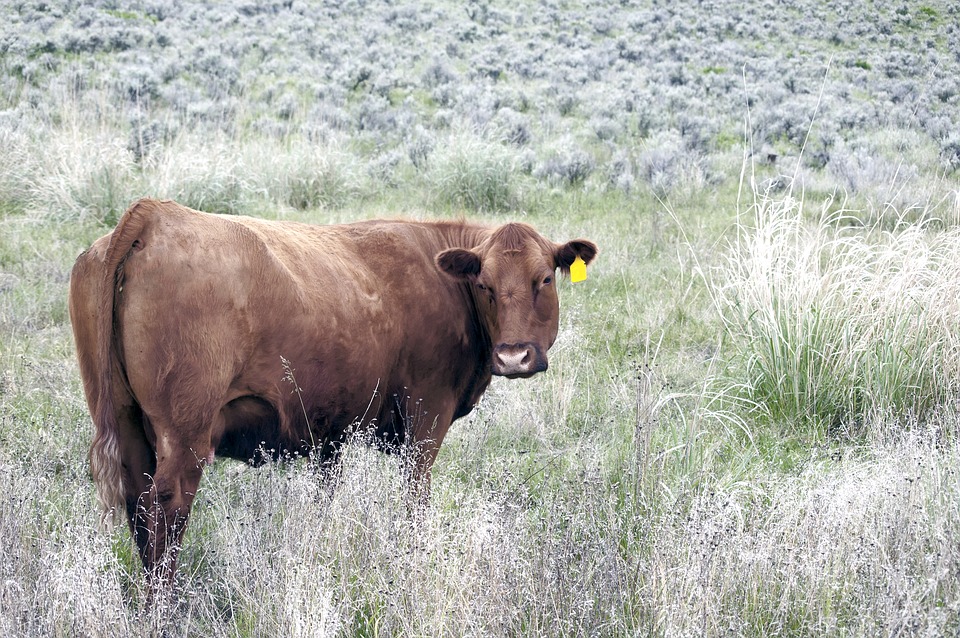 Valais : le canton veut favoriser l'agritourisme