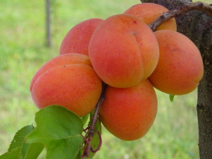 Les producteurs valaisans d'abricots ont commencé la récolte avec deux semaines d'avance cette année