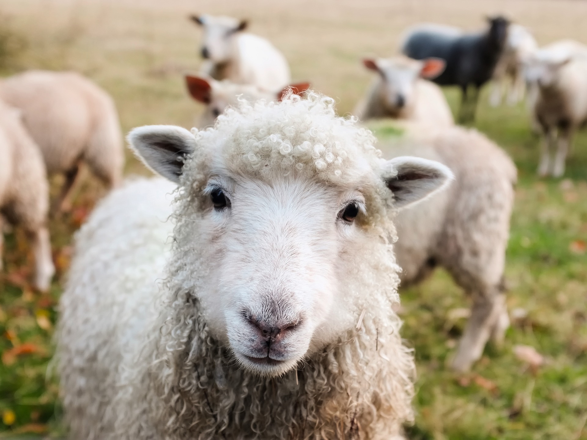 Insolite Vaud : en 4 ans, il a volé une centaine d'animaux de rente