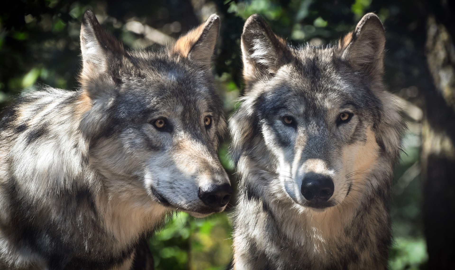 Naissance d'au moins cinq louveteaux dans le Jura vaudois