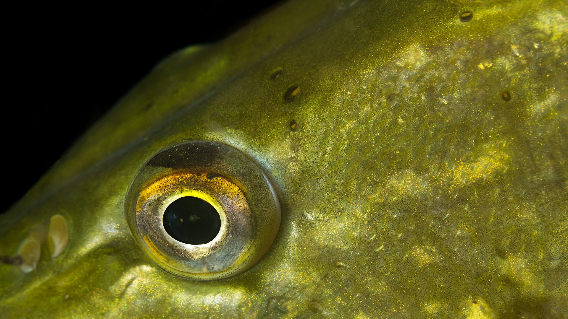 Какие глаза у рыб. Глаз рыбы. Глаза щуки. Щучий глаз. Глаза рыбки.
