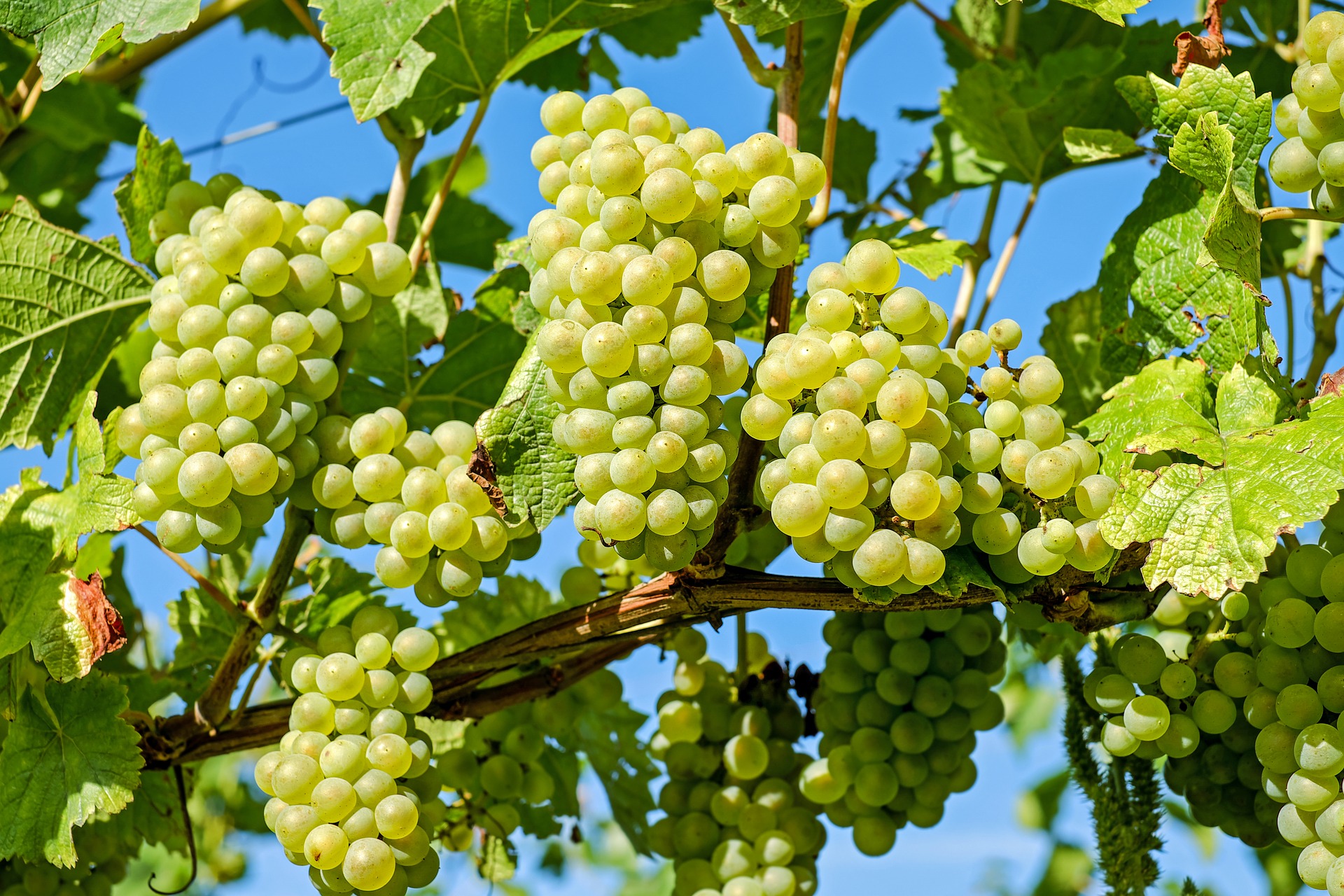 Covid19 et vendanges: les vignerons entre soulagement et appréhension