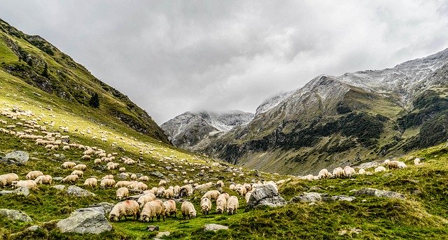 L’avenir du pastoralisme et de l’agriculture de montagne est remis en question en Valais