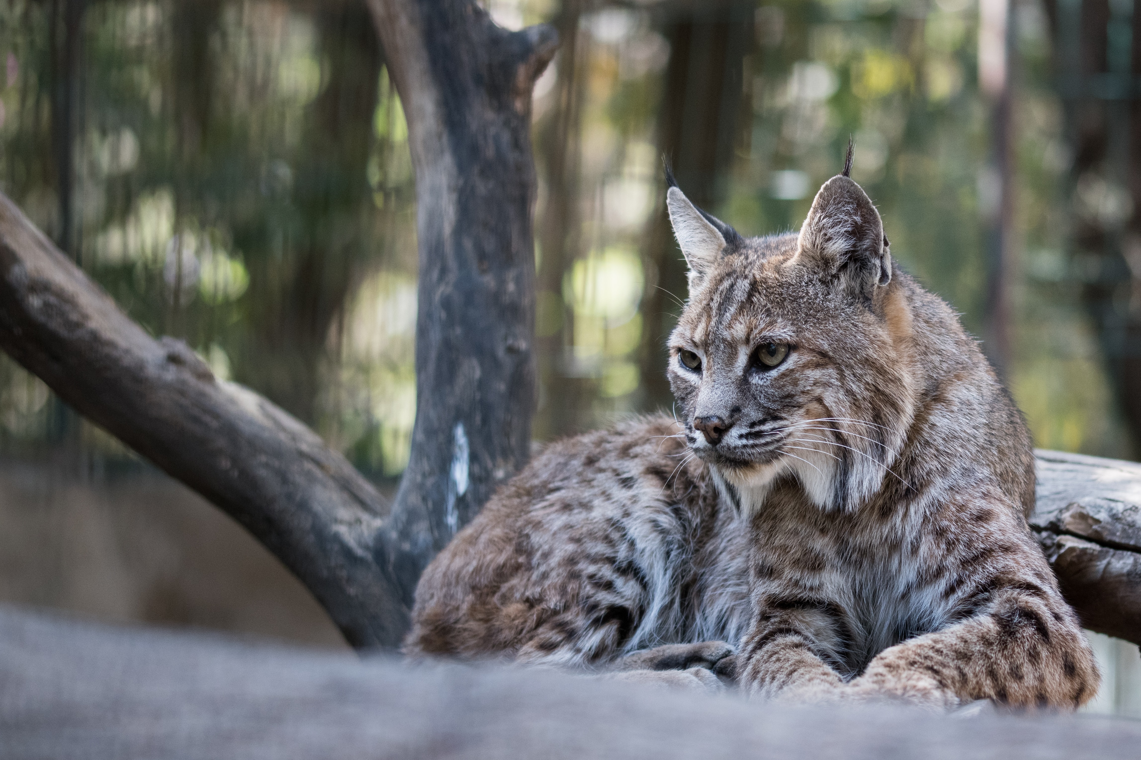 Nouvelles révélations sur le Service de la chasse, de la pêche et de la faune en Valais