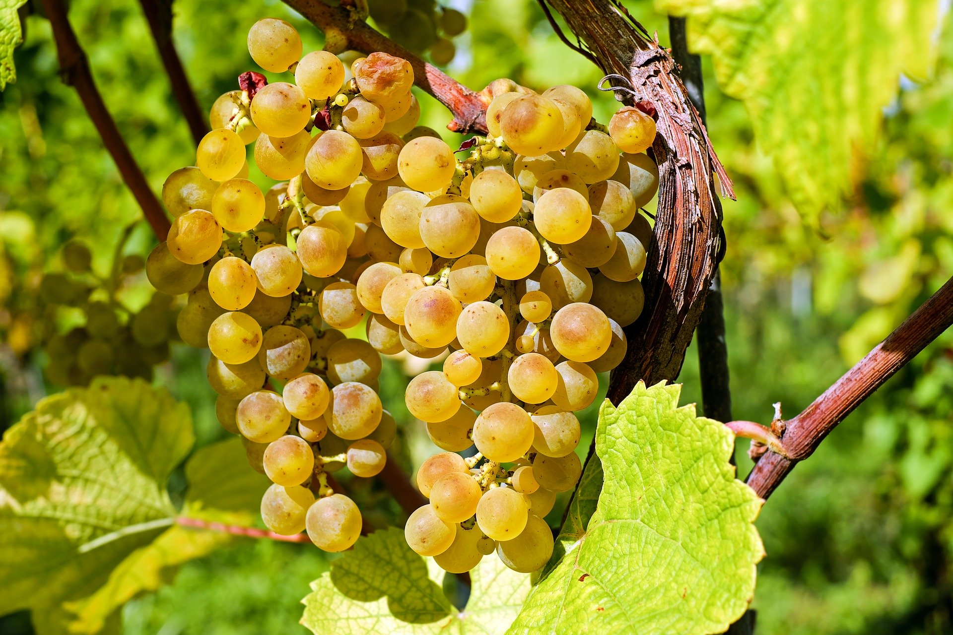 Les vendanges 2020 s'annoncent positives en Valais