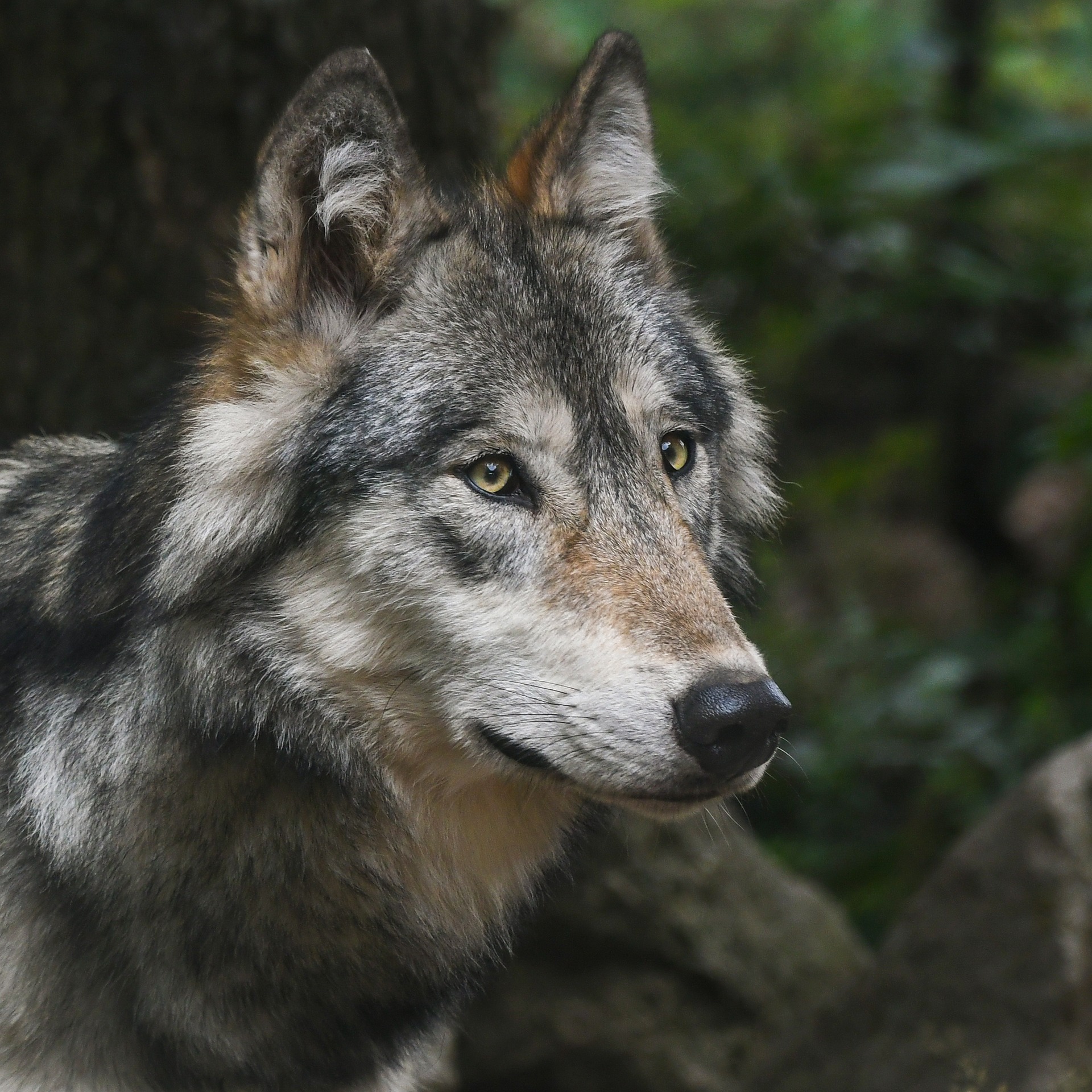 Tir du loup d'Anniviers: le conseiller d'Etat valaisan désavoué par le Tribunal cantonal