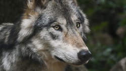 Tir du loup d'Anniviers: le conseiller d'Etat valaisan désavoué par le Tribunal cantonal