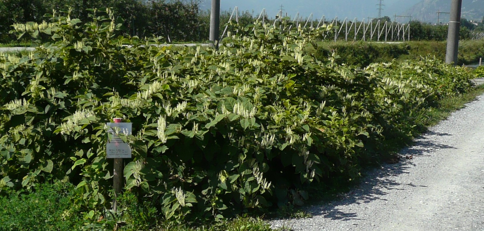 Comment gérer les plantes exotiques envahissantes?