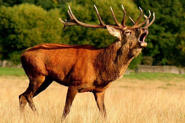 En Valais, la chasse a été conforme aux prévisions