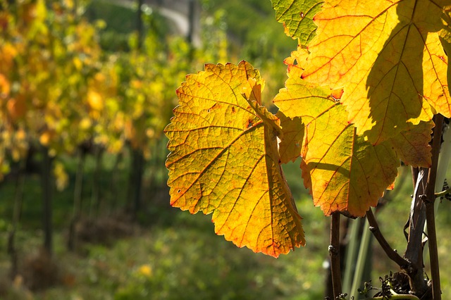 En Valais, les communes de Port-Valais et d’Ardon sont touchées par la maladie de quarantaine de la vigne