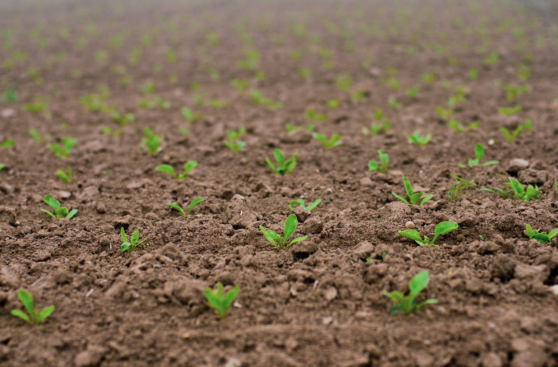 Une année difficile pour les producteurs vaudois de betteraves