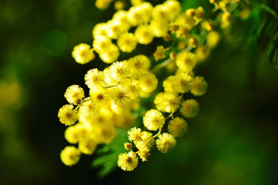 Pas de vente de mimosa pour la Croix-Rouge Valais fin janvier