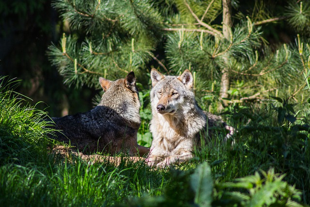 22 loups ont été identifiés en Valais, dont 16 nouveaux individus