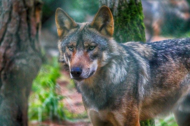 Le canton de Vaud fait le bilan des attaques commises par les grands carnivores sur le bétail