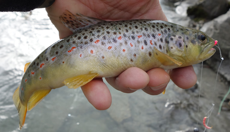 Affermages: les pêcheurs valaisans sont inquiets